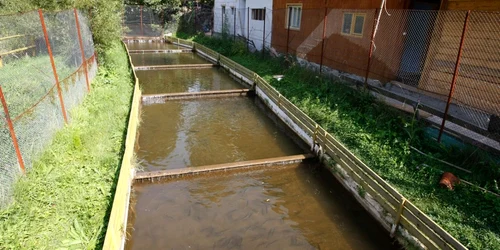 Foto: arhiva Adevărul