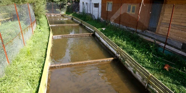 Foto: arhiva Adevărul
