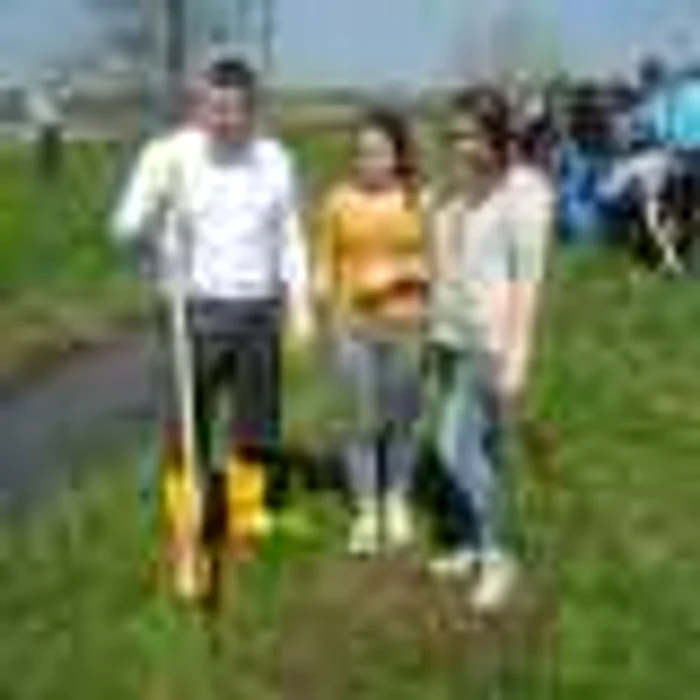 În câţiva ani, marginea drumului se va transforma într-o perdea verde FOTO Cristina Cîcău