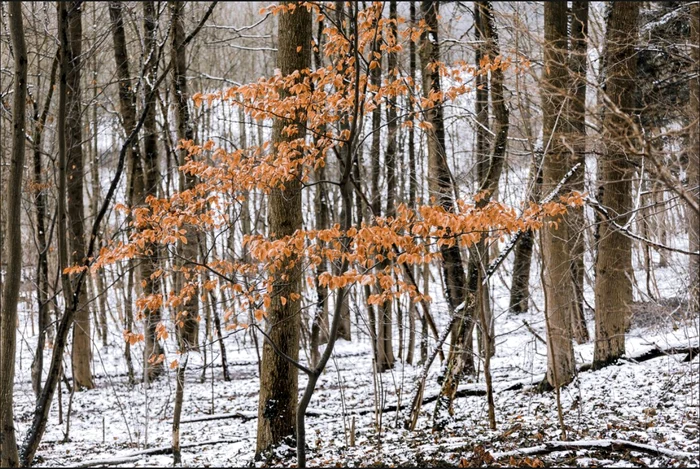 Cum va fi vremea astăzi, 18 decembrie.