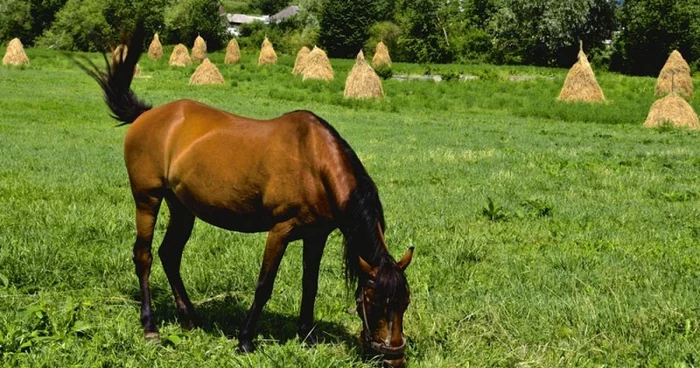 Animalul a fost ucis cu bestialitate. Foto Arhivă