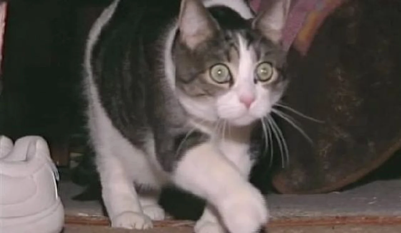 
    Pisica Sal a făcut şi ea ochii mari când a aflat că va fi jurat  