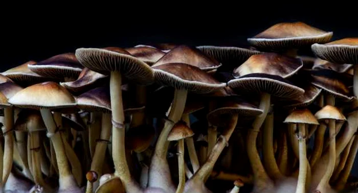 Ciupercile halucinogene pot avea mai multe efecte negative FOTO Shutterstock
