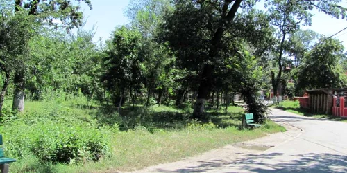 Pădurea Vedea