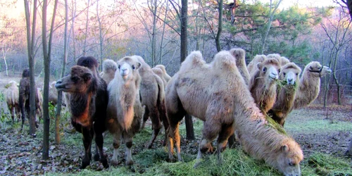 Angajaţii de la menajerie au grijă de animalele de circ