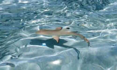 Medalion medieval portughez, gasit în stomacul unui pui de rechin jpeg