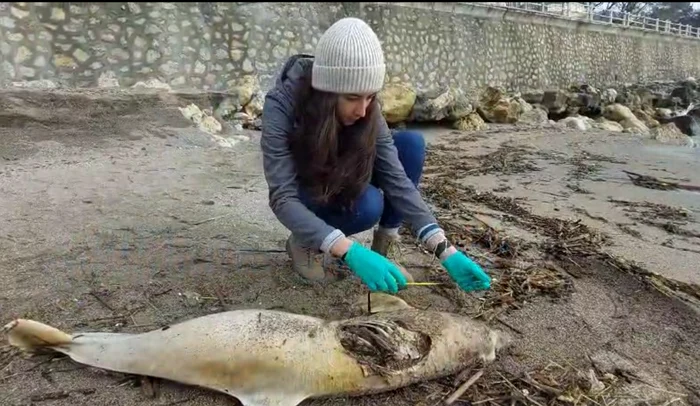 Delfin eșuat pe plajă sursa captură video Mare Nostrum