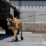 caine de lucru militar SUA jpg