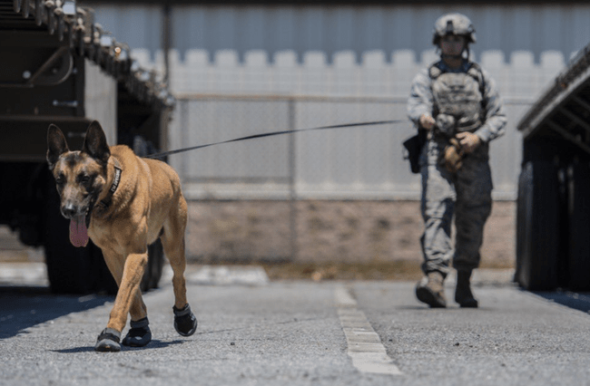 Câini modificați genetic pentru misiuni militare. Un start-up american a atras 200 de milioane de dolari