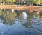 Avram Iancu a înotat 12 ore în Bega FOTO Ş.Both