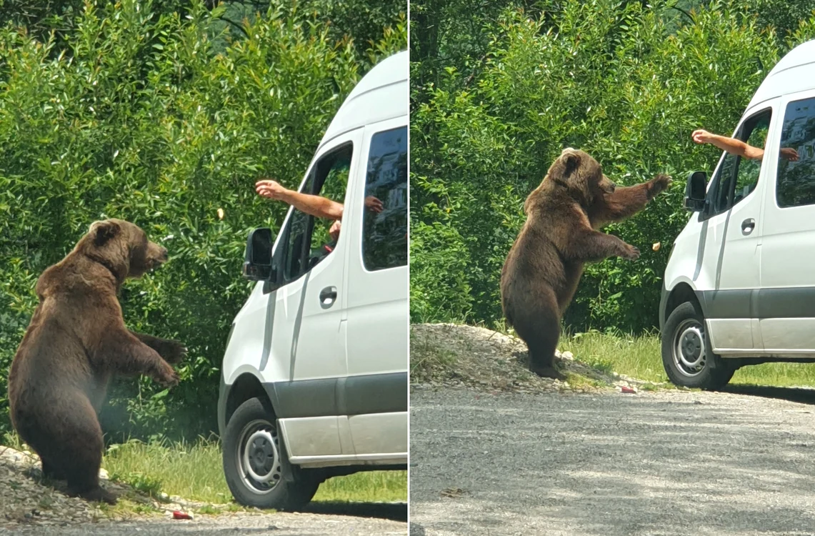 Urs pe Transfăgărășan fotografiat de turiști Foto Mimi Iovan jpg