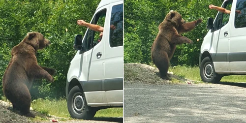 Urs pe Transfăgărășan fotografiat de turiști Foto Mimi Iovan jpg