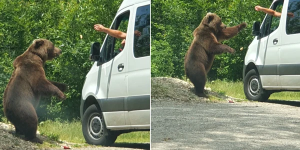 Urs pe Transfăgărășan fotografiat de turiști Foto Mimi Iovan jpg