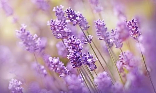 1 shutterstock 511515793 jpg jpeg