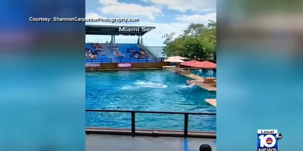 un delfin si-a atacat dresorul foto captura video 