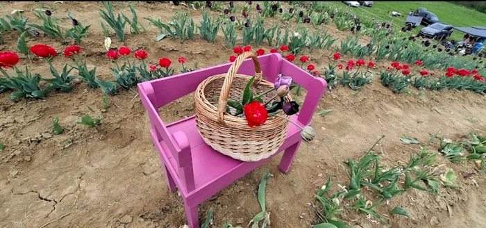 Locul de unde se pot culege lalele / Foto: Facebook