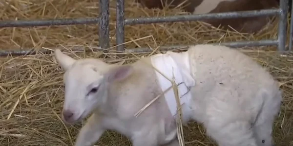 Mielul cu şase picioare s a născut la o fermă din Saxonia  Foto Captură video YouTube jpg