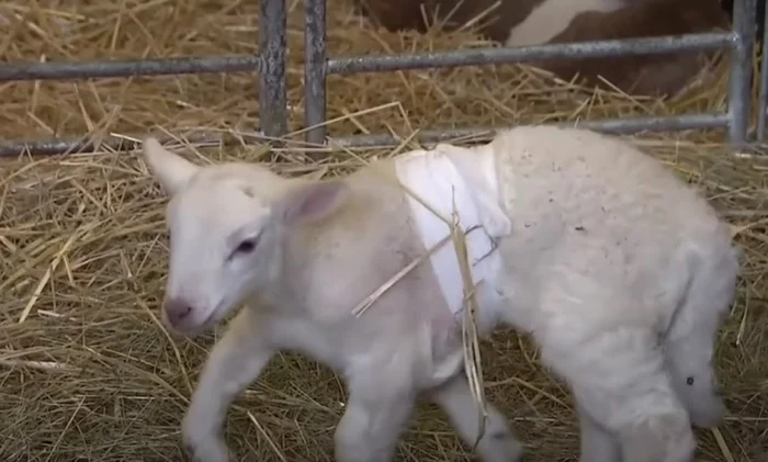 Mielul a primit numele „Dolly”. Foto Captură video YouTube