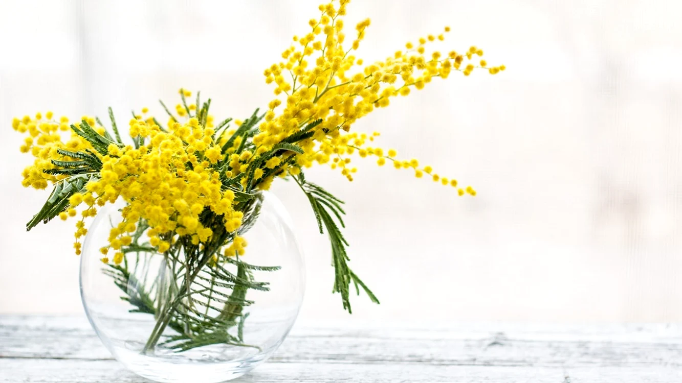5 flori ideale pentru cadouri feminine jpg
