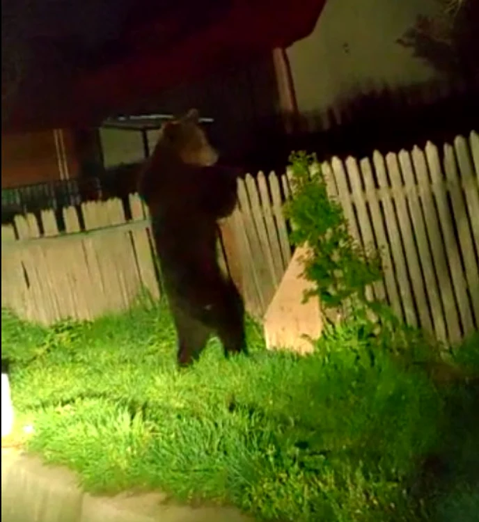 Ursul a sărit gardul FOTO: captură video