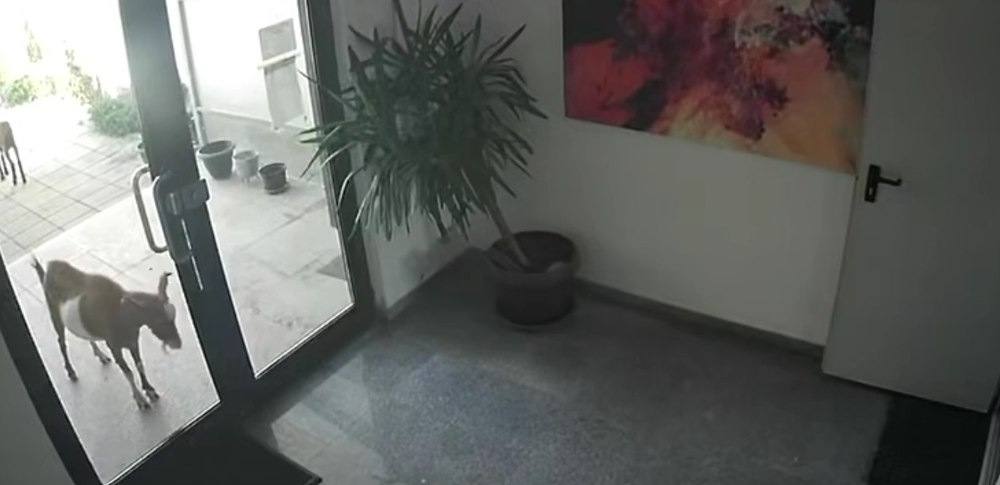 Momentul în care o capră sparge ușa unui bloc din Pipera. Reacția poliției: „Da’ ce vreți, domne, să amendăm caprele?!??”