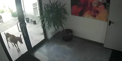 Momentul în care o capră sparge ușa unui bloc din Pipera  Foto Captură video Facebook Corina Băcanu jpg
