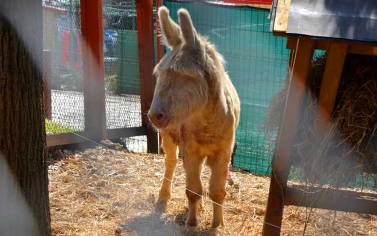 Amadeus, măgarul alb de Barok face parte dintr-o specie extrem de rară FOTO zooresita.ro