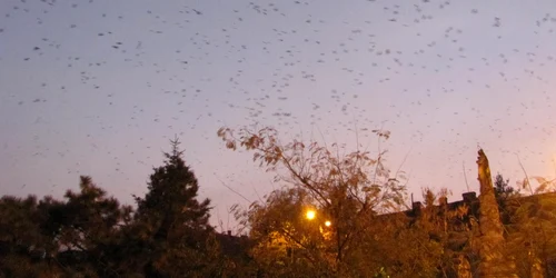 "Capcane" pentru ciori în Parcul Catedralei FOTO Ştefan Both