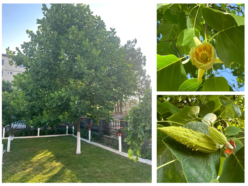 Copacul cu lalele din oraşul bihorean Ştei a înflorit pentru prima oară Foto: Iulian Balaj