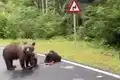 ursi gif