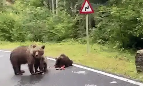 ursi gif