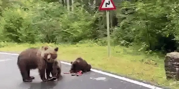 ursi gif