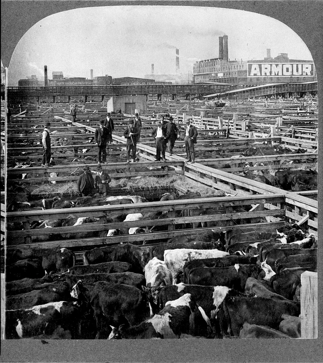 Țarcurile de vite din Chicago, în 1909