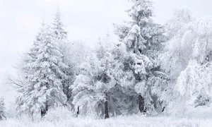 Copiii spun lucrurilor pe nume jpeg