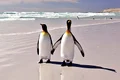 Pinguinii sunt  foarte romantici  atunci când  se curtează jpeg
