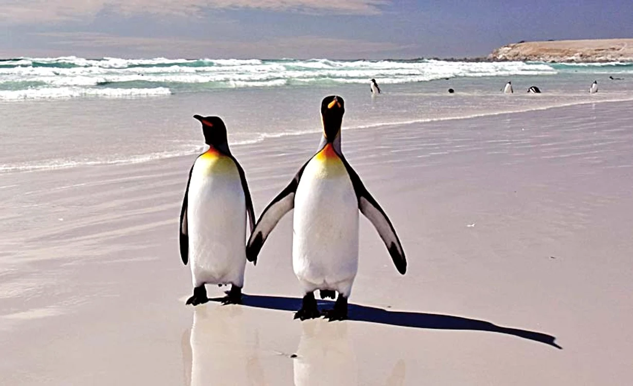 Ce se întâmplă cu pinguinii care au mâncare la discreție.