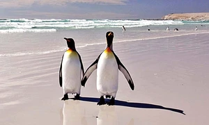 Pinguinii sunt  foarte romantici  atunci când  se curtează jpeg