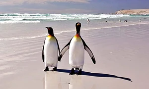 Pinguinii sunt  foarte romantici  atunci când  se curtează jpeg