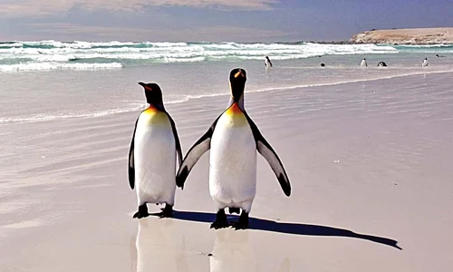 Pinguinii sunt  foarte romantici  atunci când  se curtează jpeg