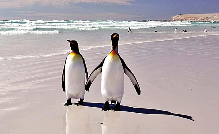 Pinguinii sunt foarte romantici atunci când se curtează