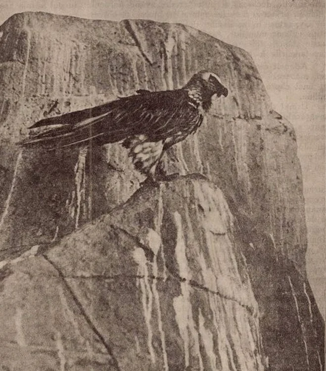 Zăgan. Sursa: Revista Carpați, anii '30