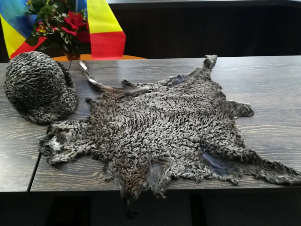 Pielicică de karakul de Botoșani FOTO Adevărul