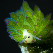 Costasiella kuroshimae, sau oaia de mare foto wikipedia png