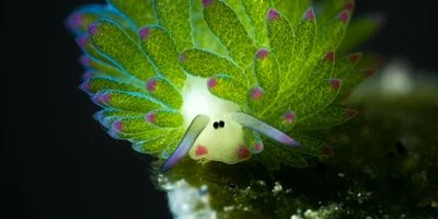 Costasiella kuroshimae, sau oaia de mare foto wikipedia png