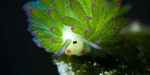 Costasiella kuroshimae, sau oaia de mare foto wikipedia png