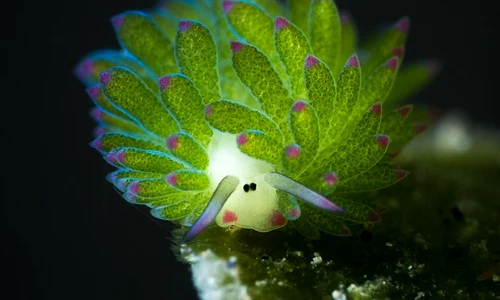 Costasiella kuroshimae, sau oaia de mare foto wikipedia png
