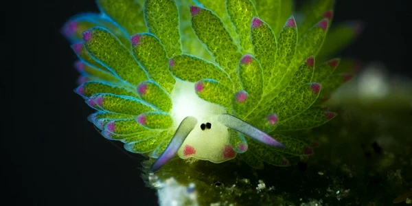 Costasiella kuroshimae, sau oaia de mare foto wikipedia png