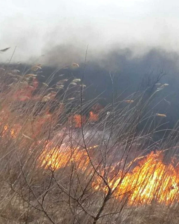 Flăcările mistuie resturile și dejecțiile de la fosta fermă de porciSursa foto: Facebook/Ministerul Mediului