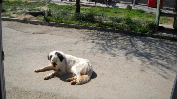 ONG-uri din Marea Britanie şi din Bucureşti, chemate să adopte câini din Galaţi. Foto: Adevărul