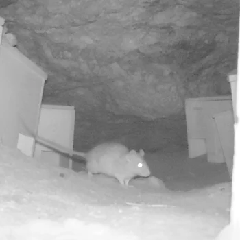 Sobolanii de pe Insula Comino, foto Facebook, BirdLife Malta 